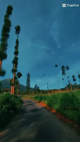 #petanimuda#petanicabai#petaniindonesia