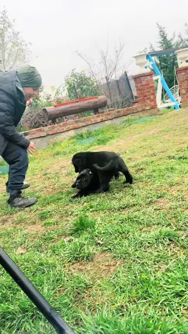 ❤️❤️❤️🙏🖤 #canecorso #foryou 