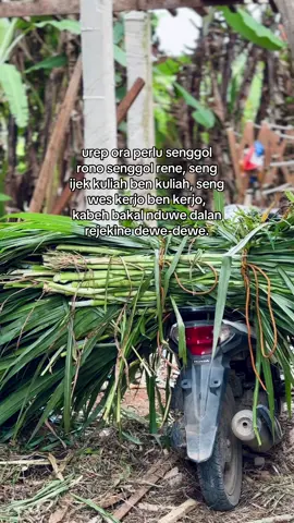 #peternakmuda #sobatngaret #fyp #foryoupage 