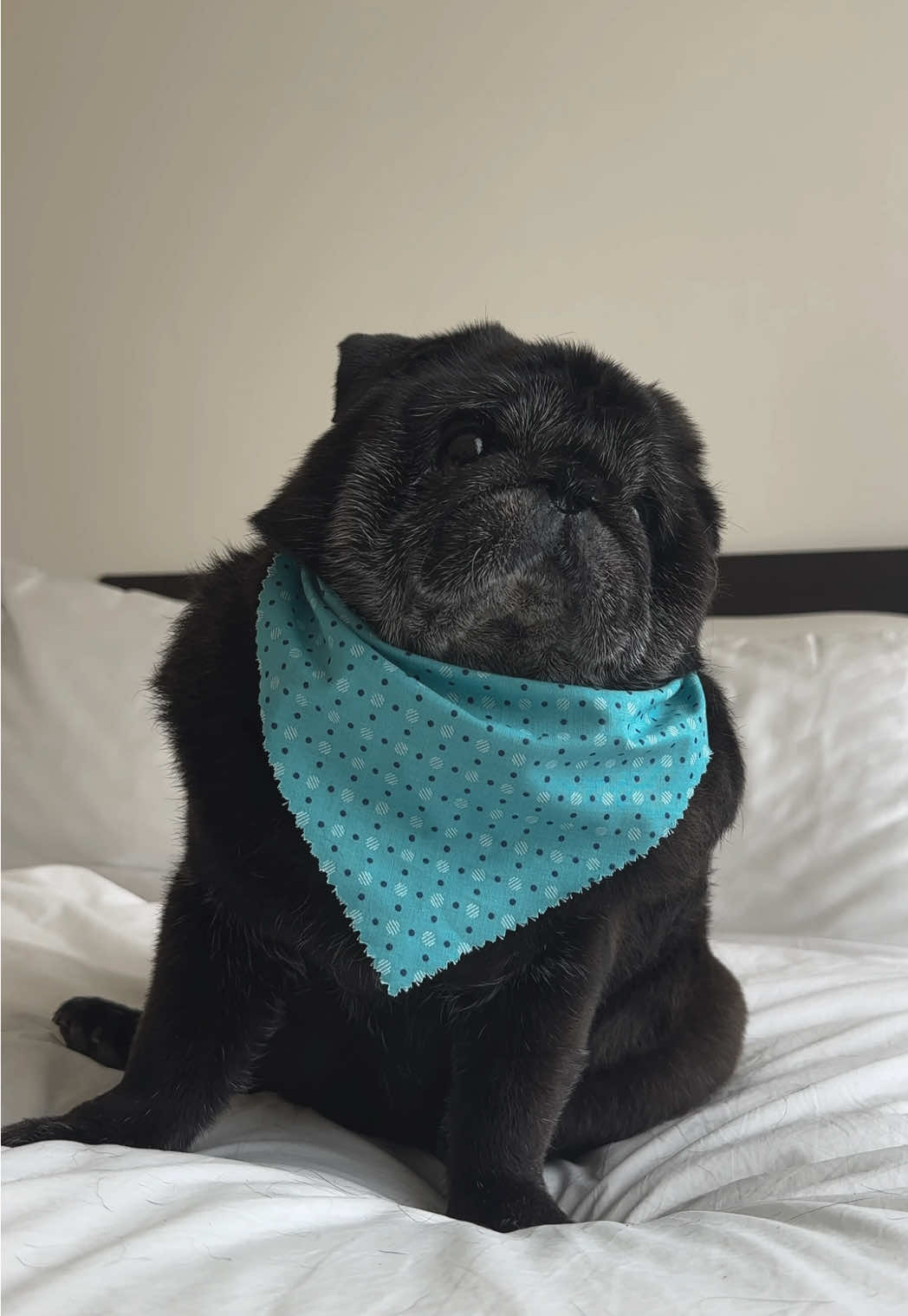 handsome ✨ | #pugs