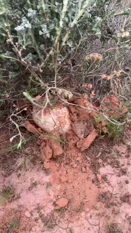 #creatorsearchinsights #صحراء_المغربية💪🇲🇦 #لايك_متابعه_حركة_الاكسبلور❤🦋explorer 