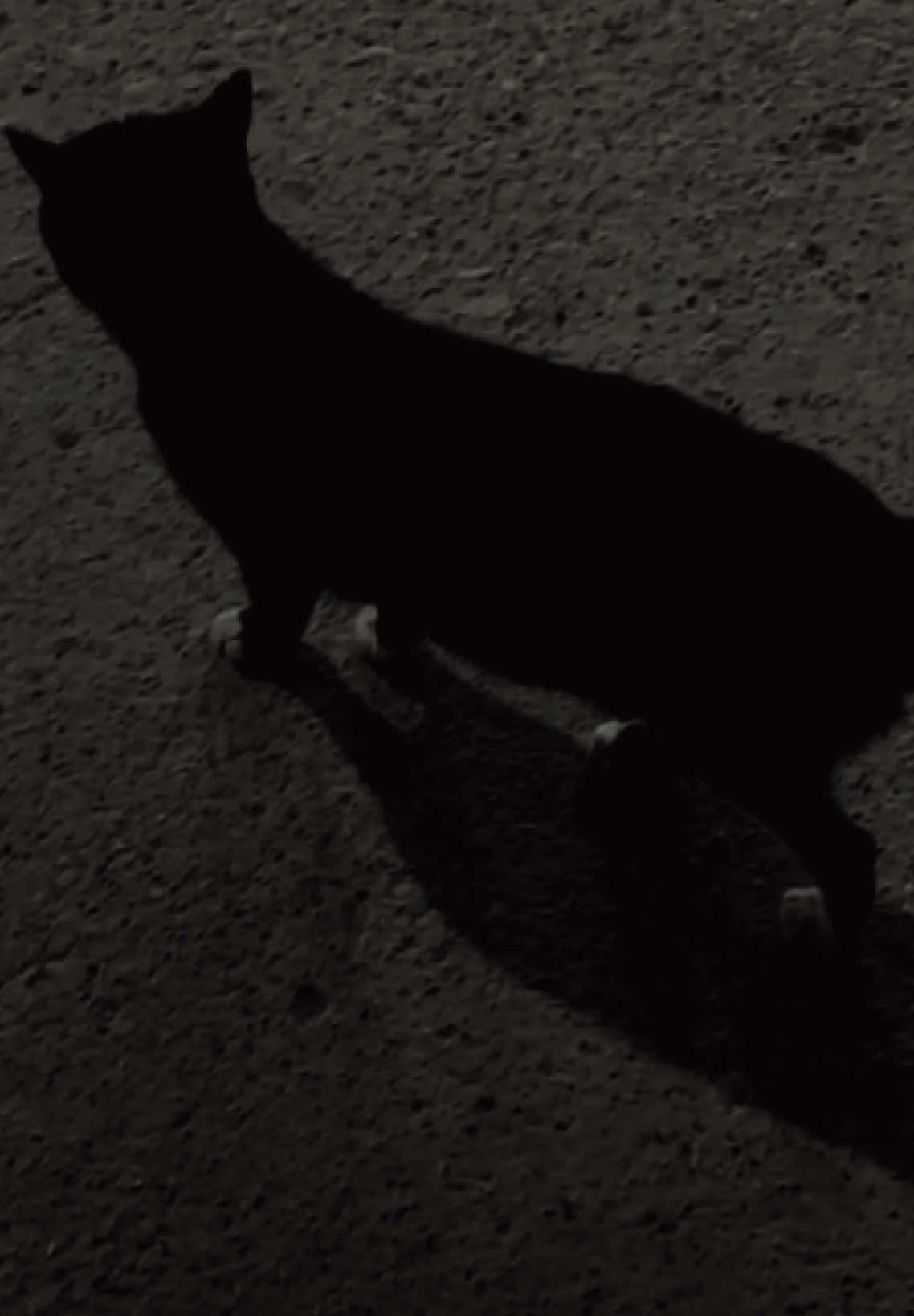 #kurdistan #duhok #کورد #tiktok #hawler 