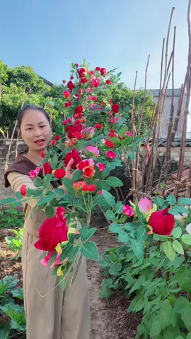 Hoa Hồng q 1M80 #honghoahoa #decor #trangtri #hoahongleo  @Hồng Hoa Hoa 01  @Hồng Hoa Hoa 01  @Hồng Hoa Hoa 01 