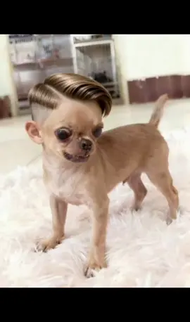 #จ่ายแพงไปทำไม #ทาสแมวของแทร่ #Viralcattiktoks #แมวที่เล่นกีต้าร์ได้นิดหน่อย #คลิปนี้ต้องฟีด  