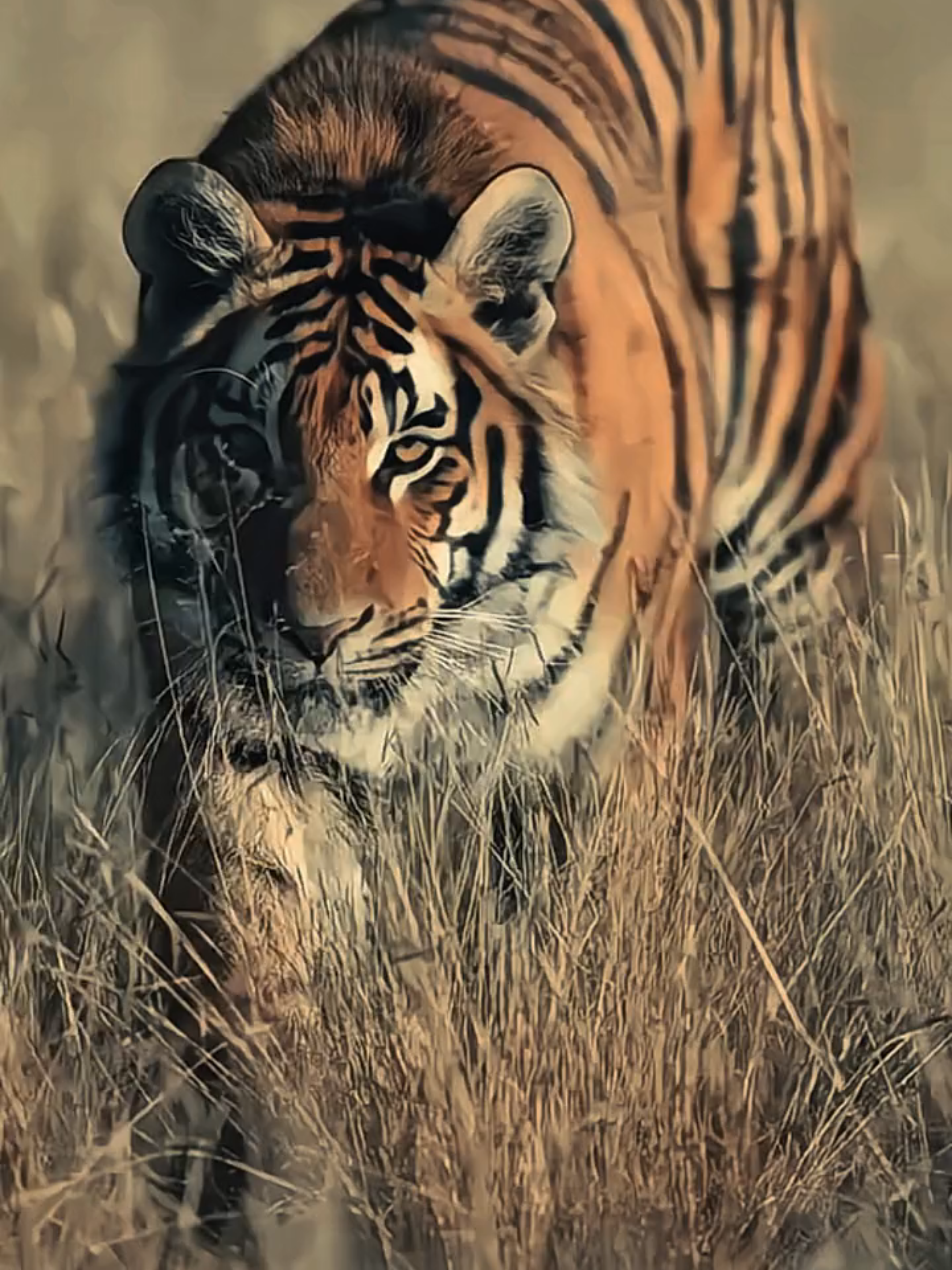 Harimau adalah kucing terbesar di dunia. Mereka berburu sendirian, punya kekuatan gigitan brutal, dan pola garis di tubuhnya itu unik—kayak sidik jari. Di balik kegagahannya, harimau makin langka. Kenali, kagumi, dan jaga. #harimau #hewan