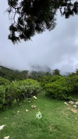 |Repost| & |Relaxing| 💚☘️