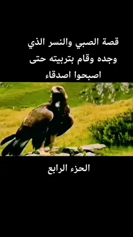 #ودرها #سلمان المنكوب #explore  #aboayoop69 