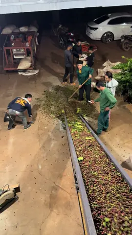 Mê đầu tiên năm 2025 #sấycàphê #bỏphốvềquê #nongnghiep #nôngdân #nôngthôn 