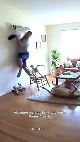 Absolute menace but I love him😅 Funny cats 😂 #catlover #catoftiktok #comedy #adorable #katze 