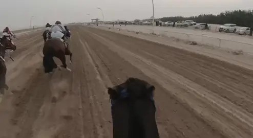مشاءالله ركوب عبدالعزيز الفريدي 🔥🔥#سباقات_الخيل🔥 #ميدان_الملك_عبدالعزيز_للفروسية #fyp #explore #سباقات_الخيل🔥 