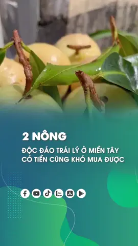 Trái lý Miền tây nguồn xu tâm #trailymientay #tráicâysạch #xuhuong #tiktok 