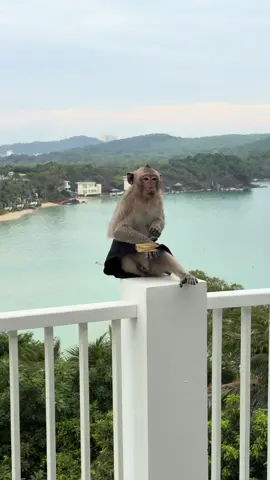 #ржака #путешествия #нападениеобезьяны #прикол #вьетнам 