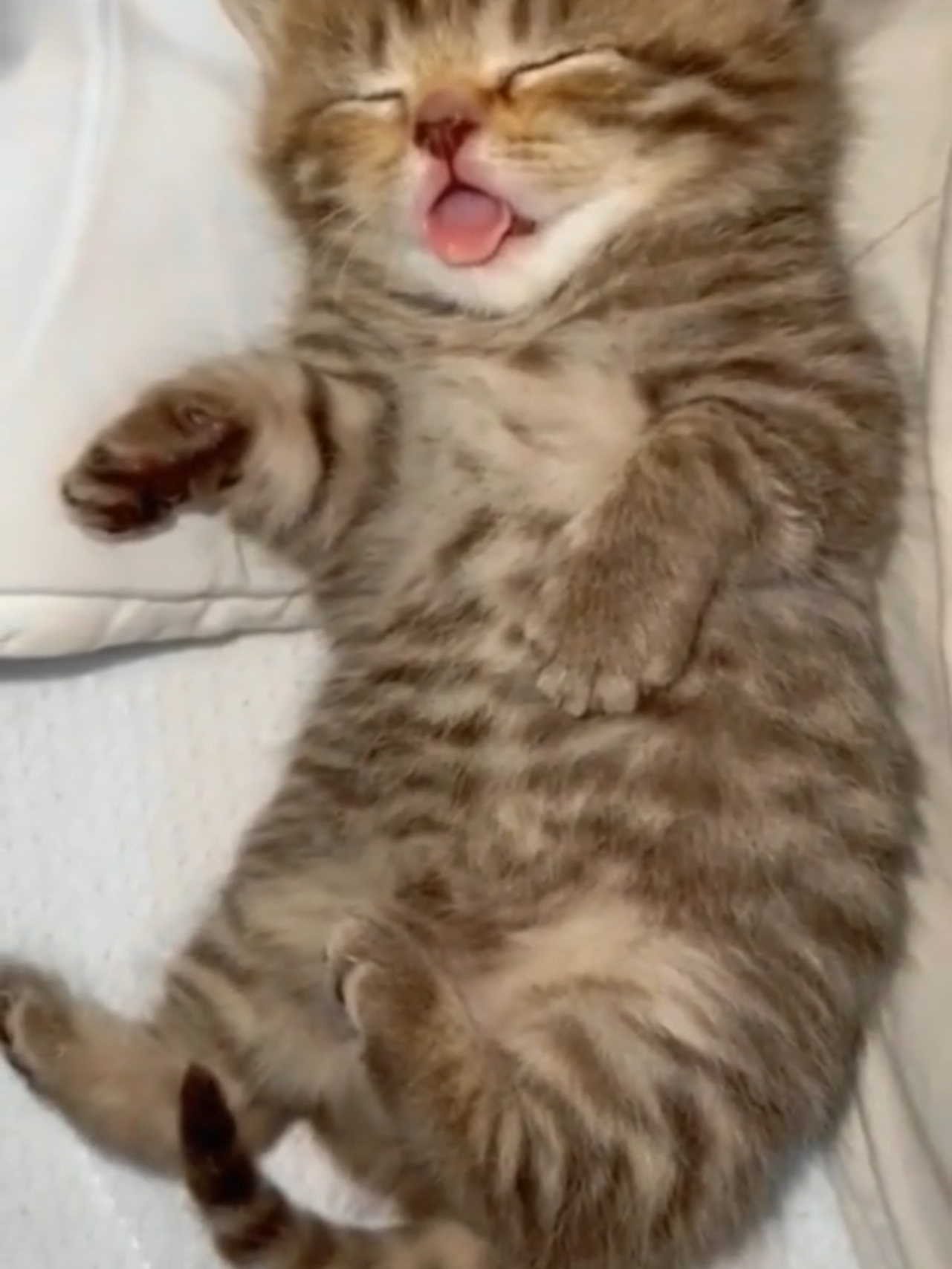 #catlovers #kitten #couple #catstogether #us 