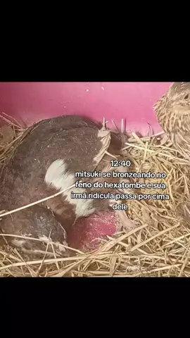 mitsuki vai mudar o nome pra jae-yoon pq ela é safada #fyp #mitsuki #codorna 