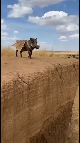 شاخوف بن فرناس مخترع الطيران  #التعليق_الصوتي_صادق_العودي #اضحك_من_قلبك_مع_صادق_العودي🤣 #الشعب_الصيني_ماله_حل😂😂 