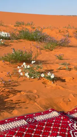 #‏ربيع#✨✨✨✨