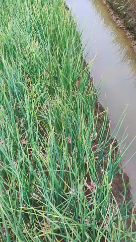 Pesona BM Brebes🌰 #BawangmerahBrebes #fyppppppppppppppppppppppp #bumbupawon #semuaorang #pasarindukkramatjati 