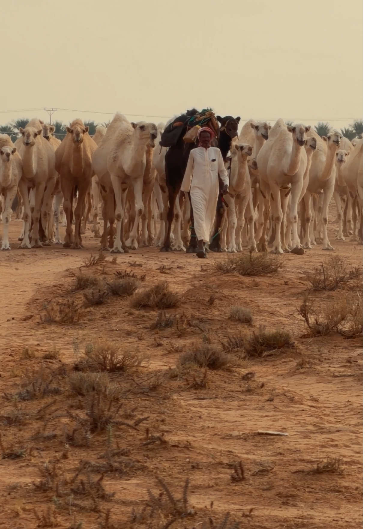 #الابل #الابل_عطايا_الله #القصيم #fyp #explore 