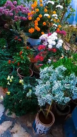 اللهم صلي عل  نبي 