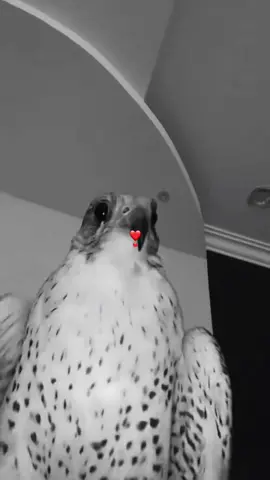 براق ماشاءالله تبارك الله #صقر #اكسبلور 