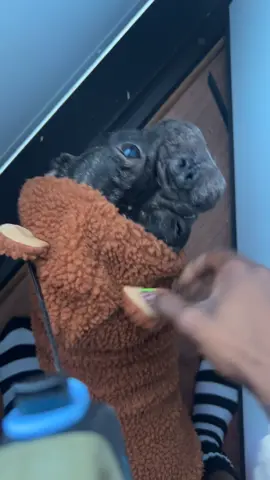 Cookie said hell to the naw🤣😭  #dogmom #frenchie #frenchiemom #fyp #ohioweather 