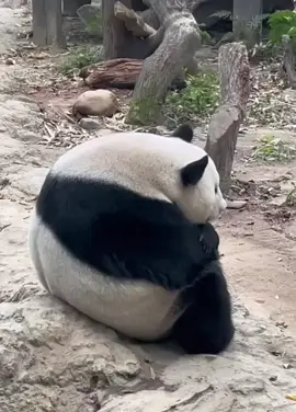 Giận dỗi mà cũng đáng yêu vậy, mụt cục  #xuhuong #xuhuongtiktok #panda 