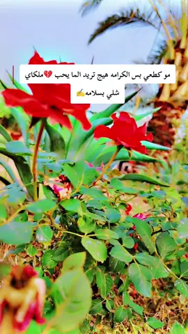 #حزينه #كرستان #مشاهير_تيك_توك_مشاهير_العرب #درع الوفه✍️💔