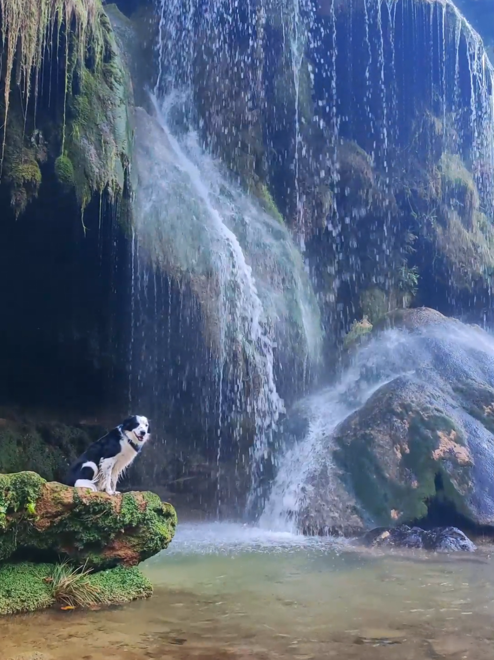 Le Jura c'est du fromage... Et des cascades. Alors on s'assoit et on profite en silence. #france #dog #nature #travel #waterfall 