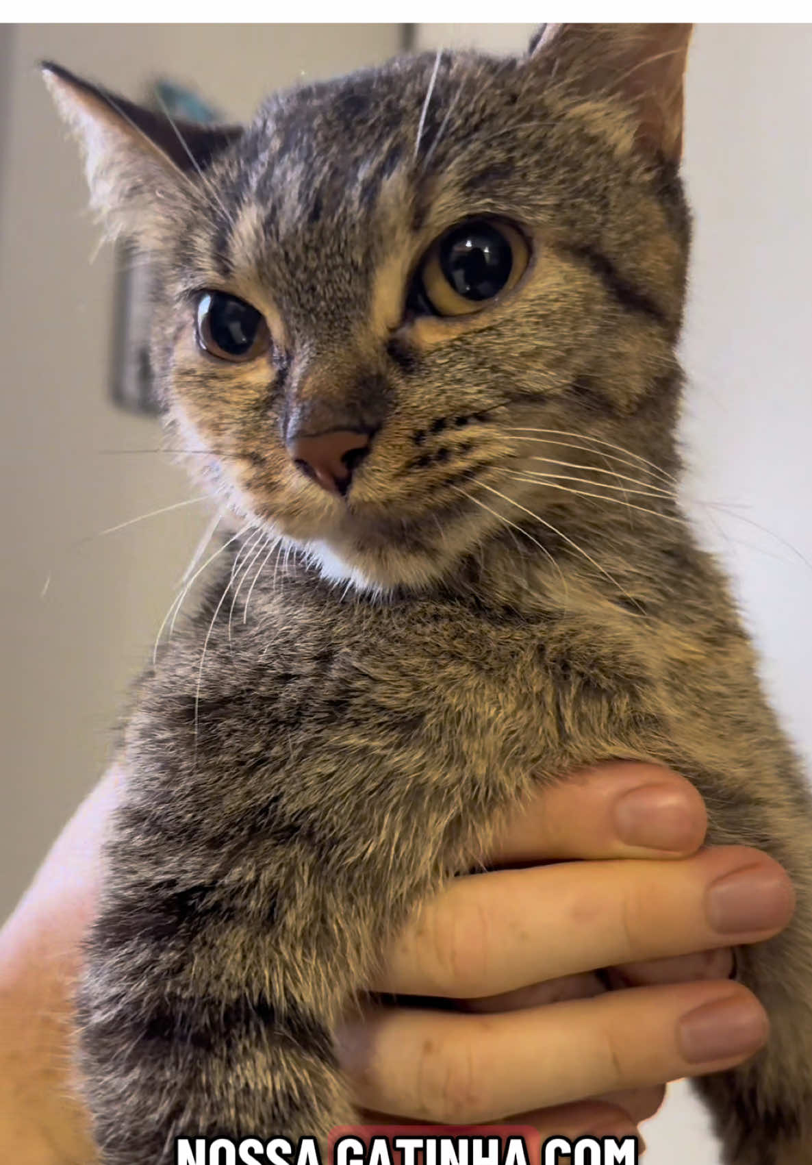 Ritinha ama esse banho 🫶🏽 #foryou #catvideo #fy #ritinha