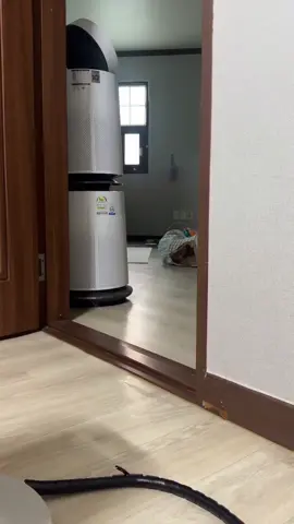 #bunny #bunnies #rabbitsoftiktok #bunnylove #CuteAndFunny 