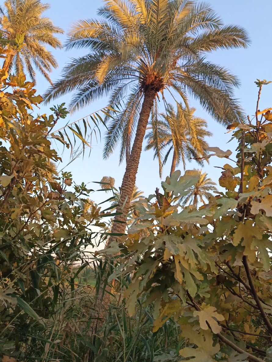 #عبارة_للفيديو؟؟ #عباراتكم_الفخمه📿📌 #مناضر_ساااحره_😍_💚_طبيعة_غابات_طبيعية_ #اغاني_عراقيه #جيل_الطيبين 