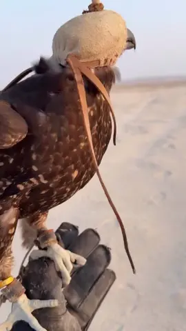 #explore #جير_شاهين #fyp #foryou #ماشاءالله_تبارك_الله 