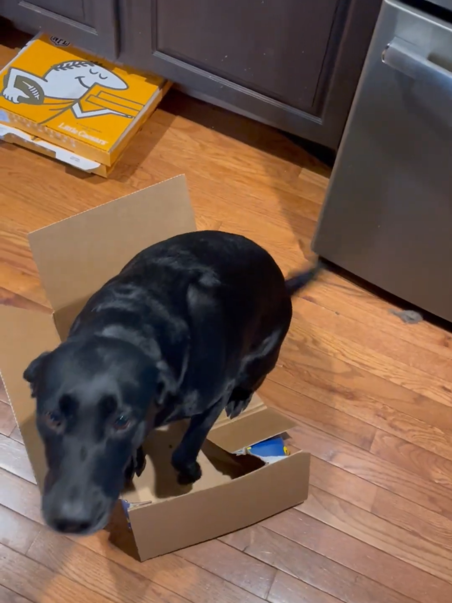 Dog Tries To Fit In The Tiniest Box Ever #dog #fyp #funnyanimals