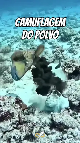 tenho pra mim que esse animal é um extraterrestre, que concorda? 😂🐙🦑 #camuflagem #curiosidade #vocesabia #polvo #fyp 