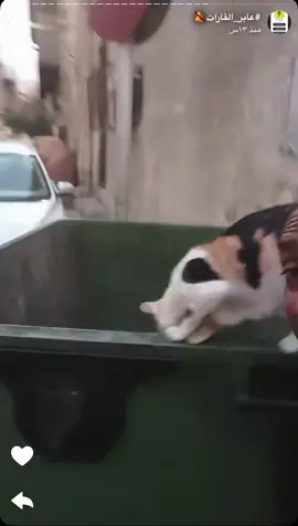 #عمان #الشعب_الصيني_ماله_حل😂😂 #البحرين #cats #عابر_القارات🔕 