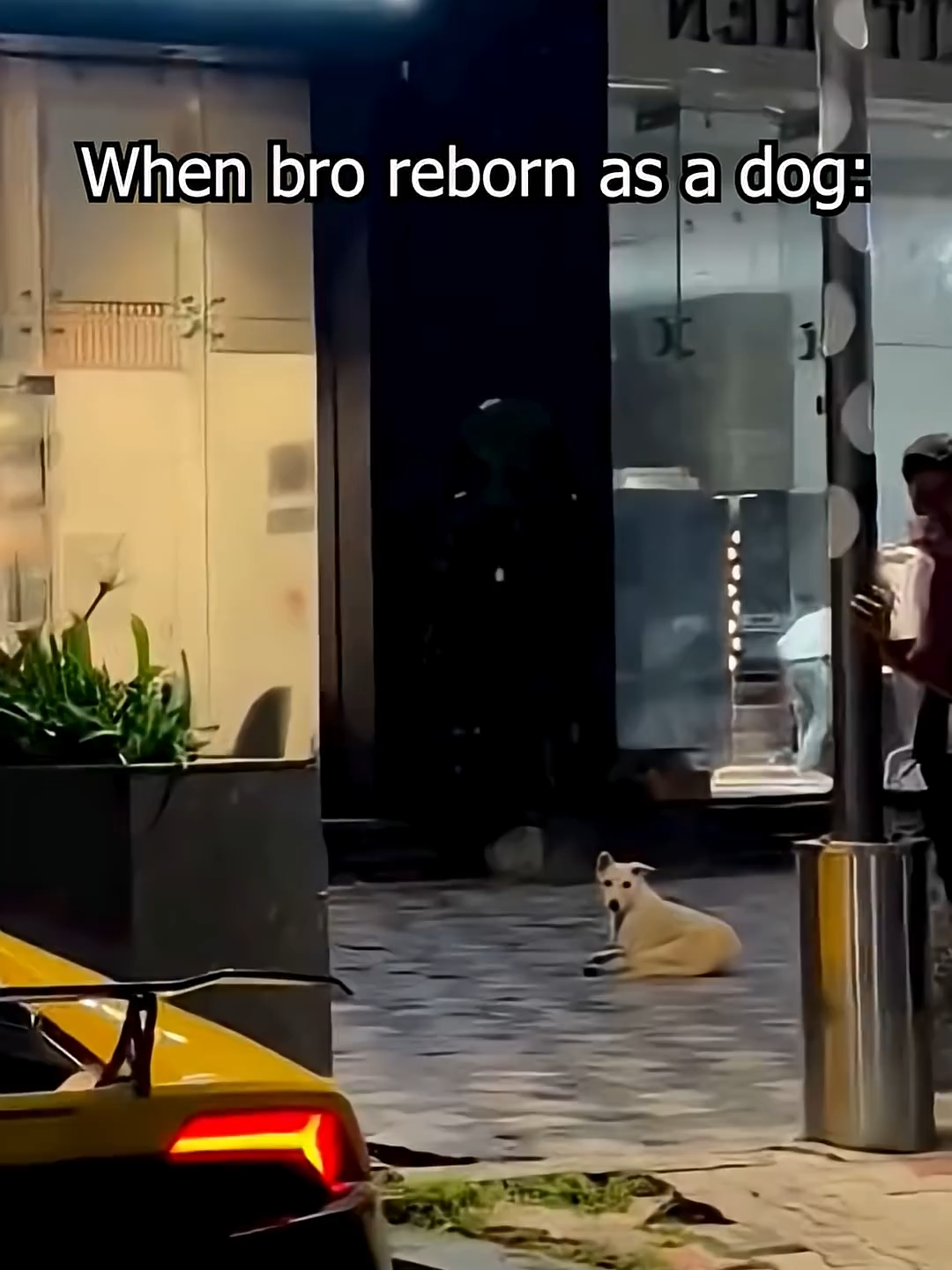 He's a car guy inside... #supercar #fyp #foryou #viral #sportscar #automobile #dog #edit #pov