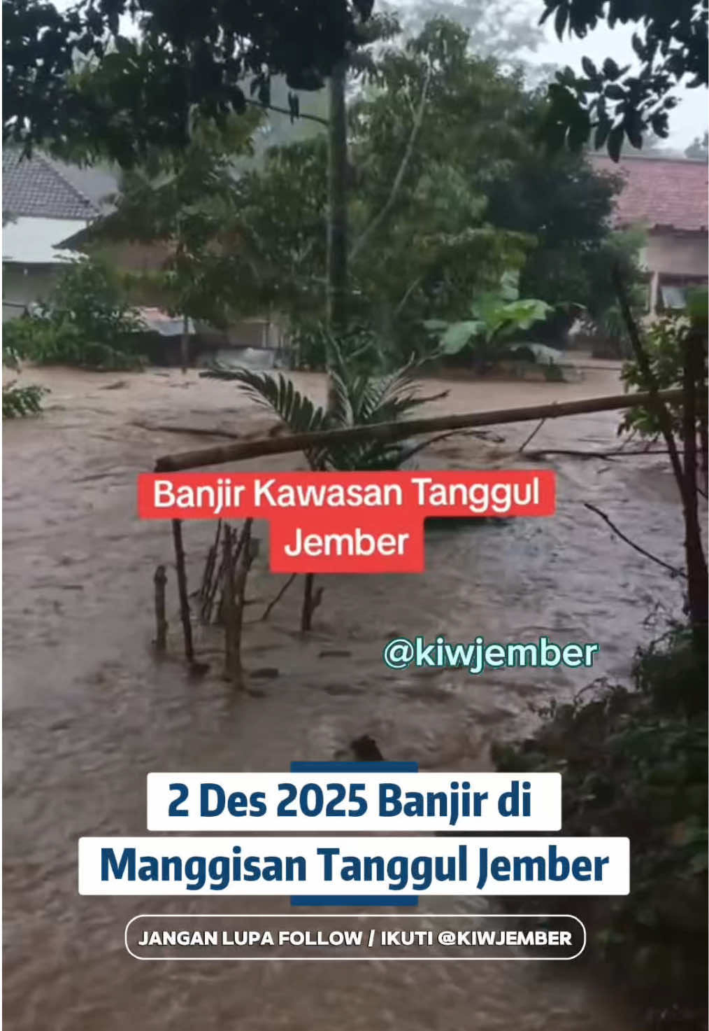 Intensitas Hujan yang tinggi mengakibatkan Banjir di beberapa tempat di Jember ! Hari ini Manggisan banjir madt 😳🥹 #kiwjember #jember24jam #jemberhariini #jemberbanjir #banjir 