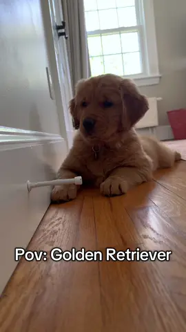 🤣🤣🤣❤️ #goldenretriever #golden #cachorro #goldenretrieverpuppy #fy 