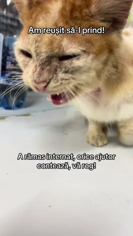 Respir așa pentru ca am fugit cu el în brațe să nu închidă la cabinet! Mâine o să-i facem mai multe investigații. Azi a primit Credelio, deparazitare internă, antibiotic și încă ceva. #pentrupisici #catsoftiktok #straycats #pisici #catslovers 