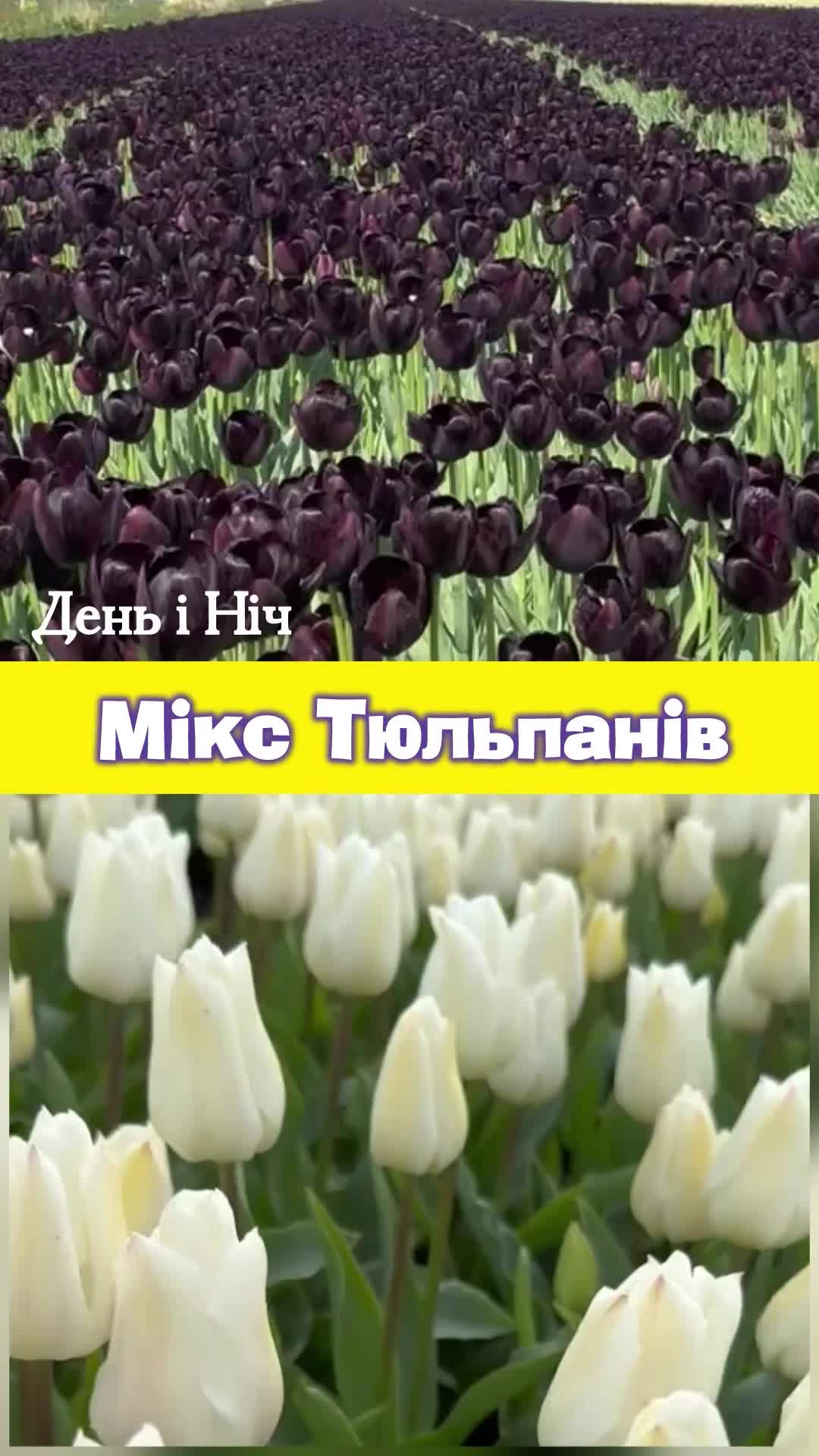 🖤🤍 Елегантний Контраст у Вашому Саду: Преміум Мікс Чорних та Білих Тюльпанів! 🖤🤍