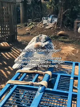 betapa montang manting nya hobi ini. dari yng asalnya kuning Langsat sampai berubah warna kulit ini menjadi hitam bang*at  #merpatikolong #merpatibalap #penghobimerpatiindonesia #capcut #fypp 