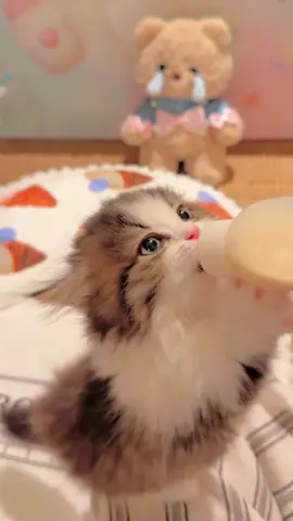 #CutePet #MilkKitten #ShortLegCat #UnbelievablyCute 😻✨