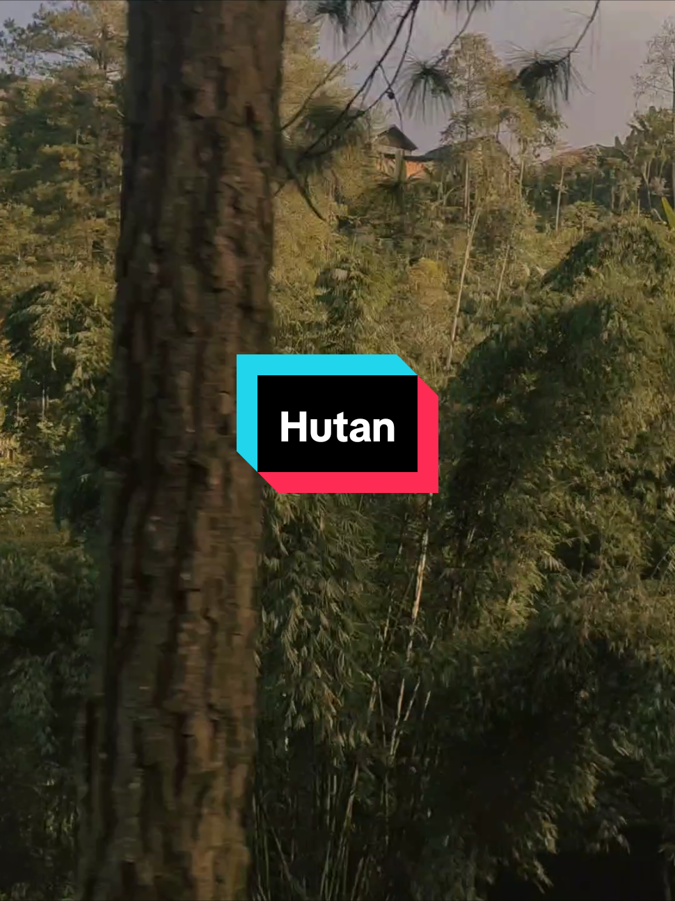 Mendengarkan lagu @idgitaf kali ini bayangannya auto ke hutan Indonesia dan saudara di Sumatera yang sedang tertimpa bencana. POV: 