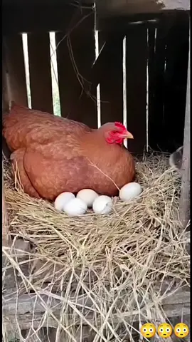 #funnyvideos #funny #Funny #comedy #joke 