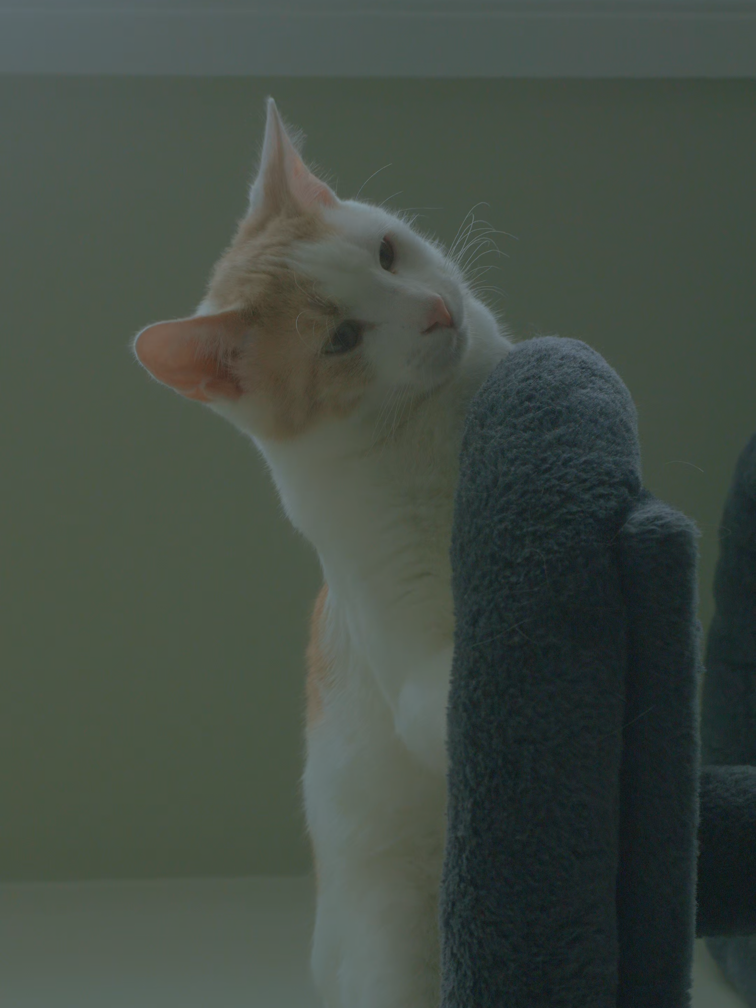 Soon...sony A6700. #sony  #cinematic  #canada  #beauty  #cats  #pet  #road  #short  #photography  #snow #winter #vibes #chillwithtiktok #fortfrances #soon