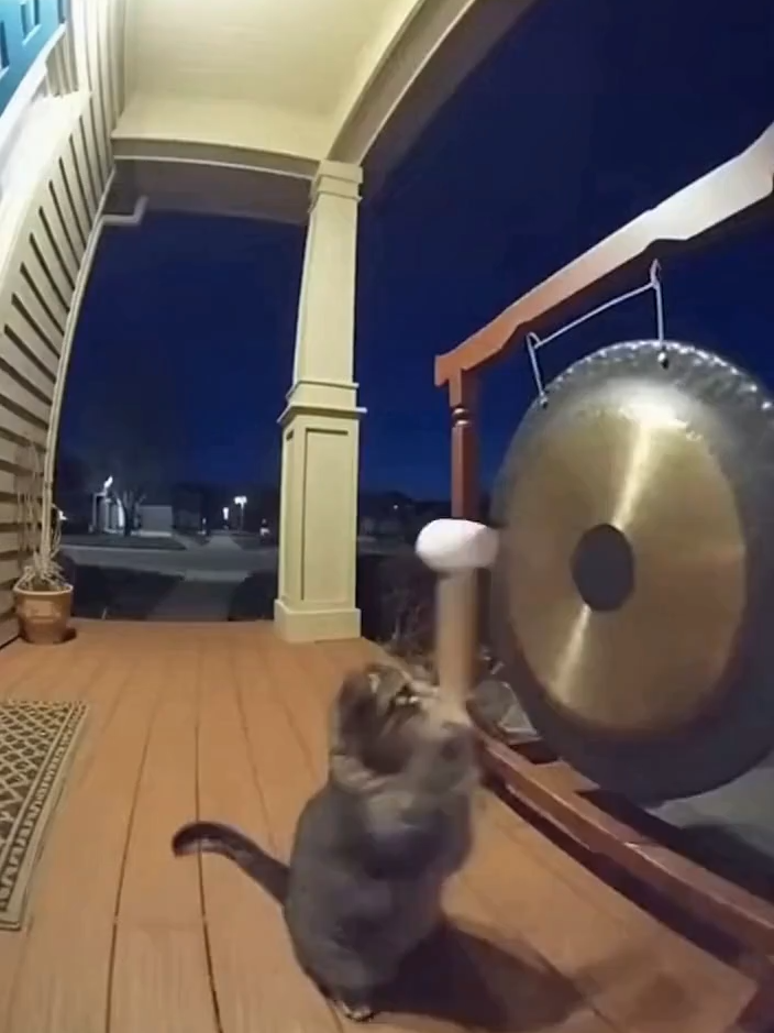 Cat Hits the Giant Gong 🐱🔔 #SORA #cat #cats #gong #fyp