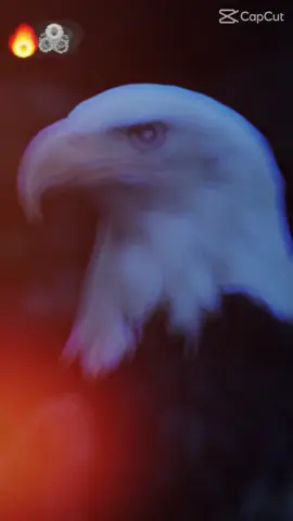 @Noor Fatima ❤️❤️ @干饭的Gg_g @syeda areeba240 @Subhan Shani #zodiacsigns #zoommyface