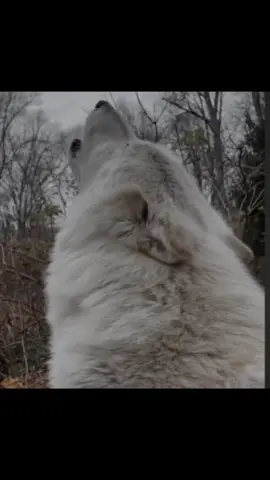 White wolf 🐺🤍 #جون_سنو #جون_سنو🐺 #قيم_اوف_ثرونز #game_of_thrones #stark 