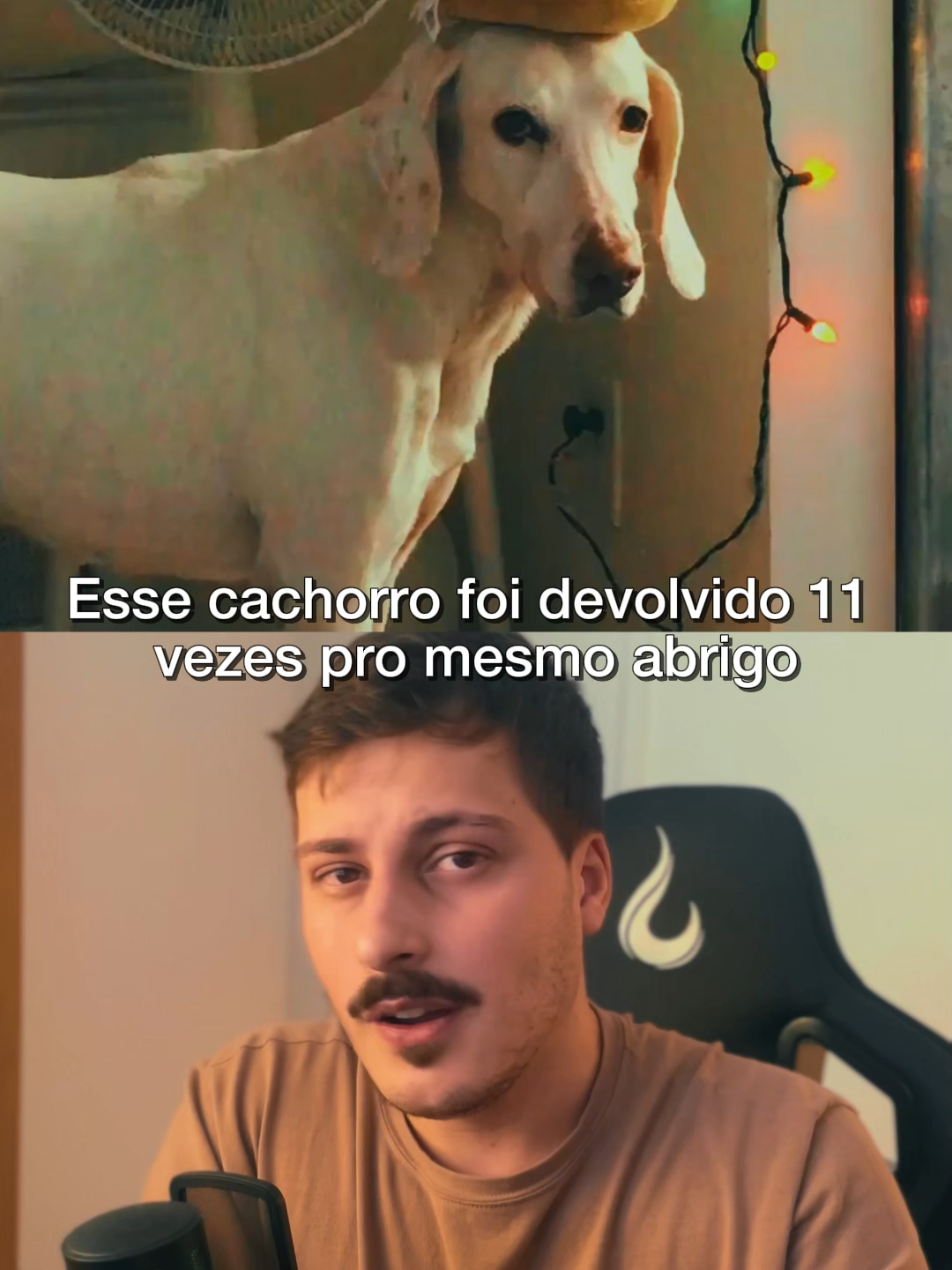 Ele foi devolvido ao abrigo 11 vezes