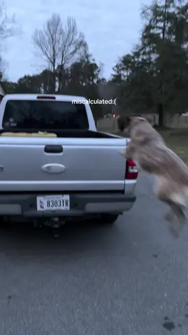 she’s fine #heeler #cattledog #blueheeler #heelersoftiktok #dogsoftiktok 